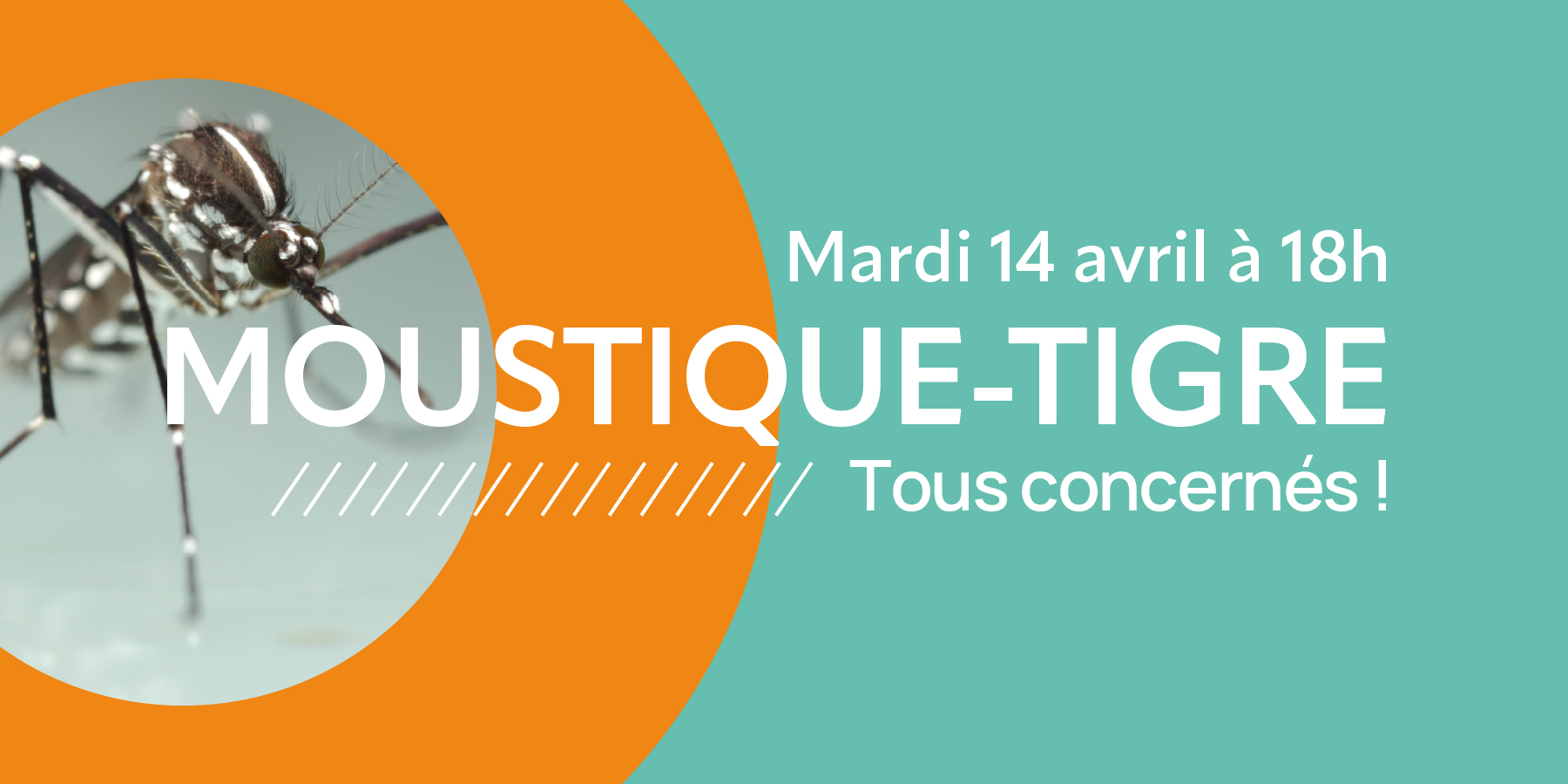 Moustique tigre : tous concernés, tous acteurs ! 